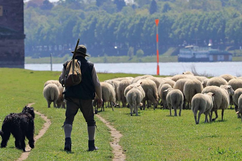 Eine Herde Schafe mit ihrem Hirten auf einer Wiese am Fluss
